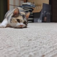 カーペットを這うハチワレ猫