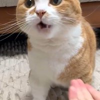 座っている猫