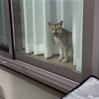 窓に近づく飼い主を見て、口を大きく開ける猫