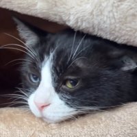 毛布にアゴを乗せる猫