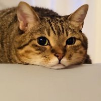 クッションの上でくつろぐキジトラ猫