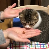 猫用ベッドでママさんとごはん当てゲームをする子猫