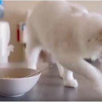 テーブルにいる猫