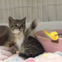 猫パンチをする子猫の写真