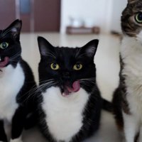 猫3匹