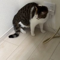 壁沿いにいる猫