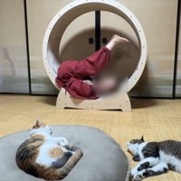 足を上げる飼い主さん
