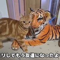 テロップ「スリスリして～」