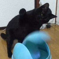 ゴミ箱を凝視する猫