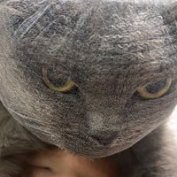 何とも言えない表情の猫のドアップ