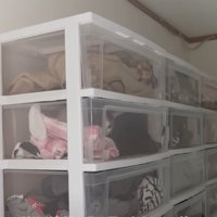 ケースの中に入る猫