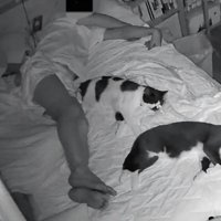 寝ている猫たち