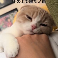 目を細くする猫