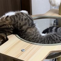 すっかり脱力しているマンチカンの姿