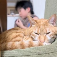 寝ている猫