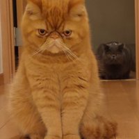 睨みつける兄猫（茶）と後ろに隠れる弟猫（グレー）