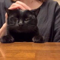 猫の頭に手を乗せる飼い主