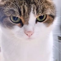 怒る猫