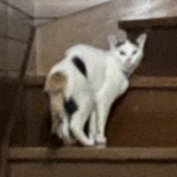 しっぽを下げて今にも逃げだしそうな猫
