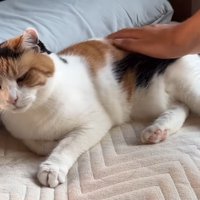 背中なでなで