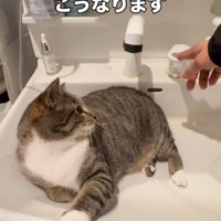 レバーを見る猫