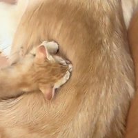 犬の背中で眠る子猫