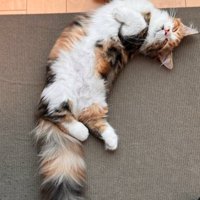 へそ天で寝る猫