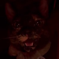 表情が穏やかに戻る猫