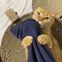 噛みつく猫