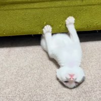 ソファの下で遊ぶ子猫