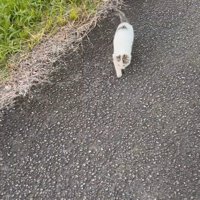 歩いている子猫