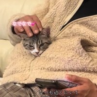 猫の頭をなでるお父さん