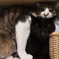 くっついている2匹の猫