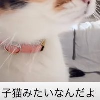 猫の首元