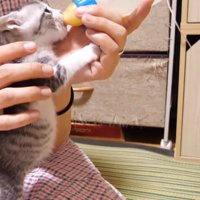 お腹が膨らんだ猫