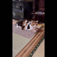 マットの上