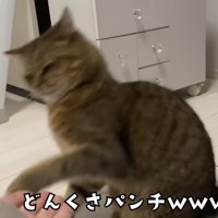 パンチを繰り出す猫