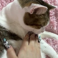 撫でられる猫