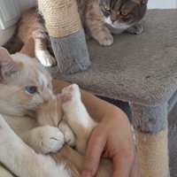 抱っこされる猫を見る猫