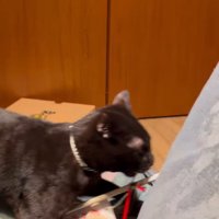 破魔矢を咥えてキッチンの方へ向かう猫