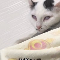 白目になって寝始める白黒の猫