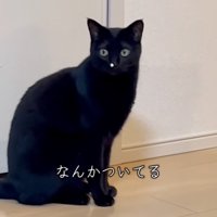 そらす猫