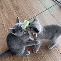 猫じゃらしで遊んでいる子猫