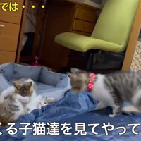 寝ている飼い主の周りで遊ぶ子猫たち