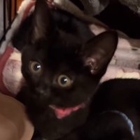 投稿者を見つめるピンクの首輪を着けた子猫