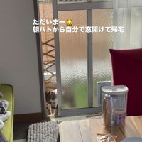 窓をスライドさせる猫