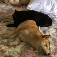 だらーんとするふたり