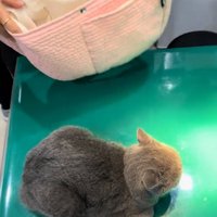 バッグを見せる