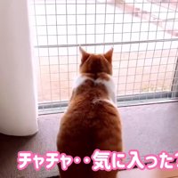 外を見る猫