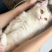 膝の上に寝転がる猫の写真1